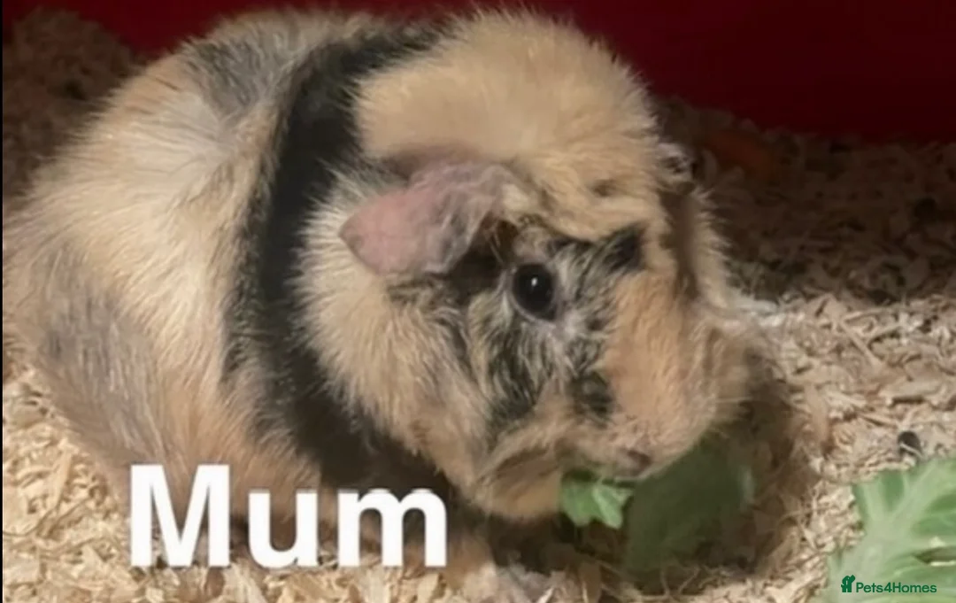 Guinea Pig rodents for sale: Gorgeous Fluffy piggies 3 x Boys - Advert 14