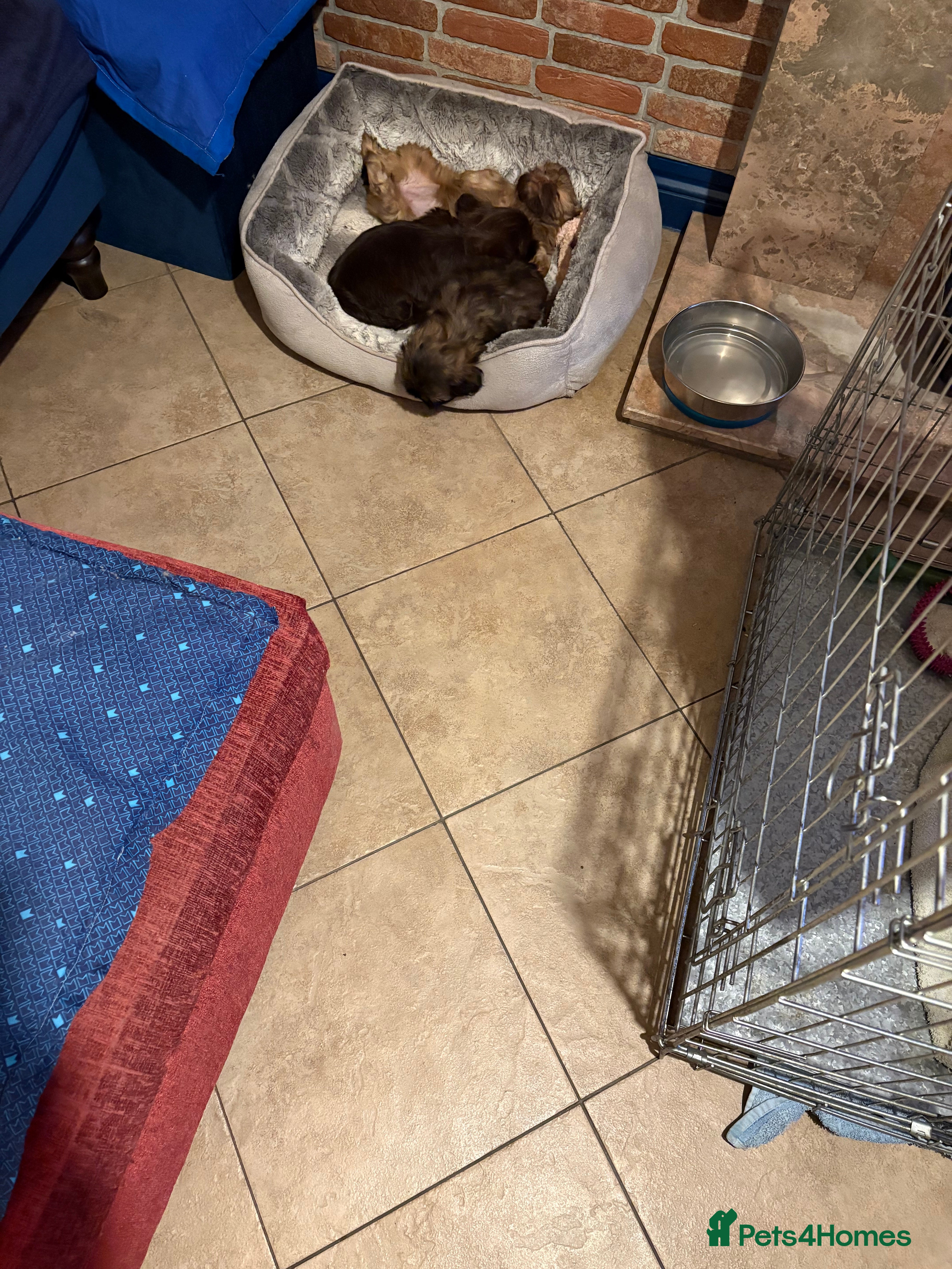 Shih Tzu dogs Karashishi shih tzu - Advert 3