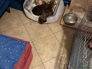 Shih Tzu dogs Karashishi shih tzu - Advert 3