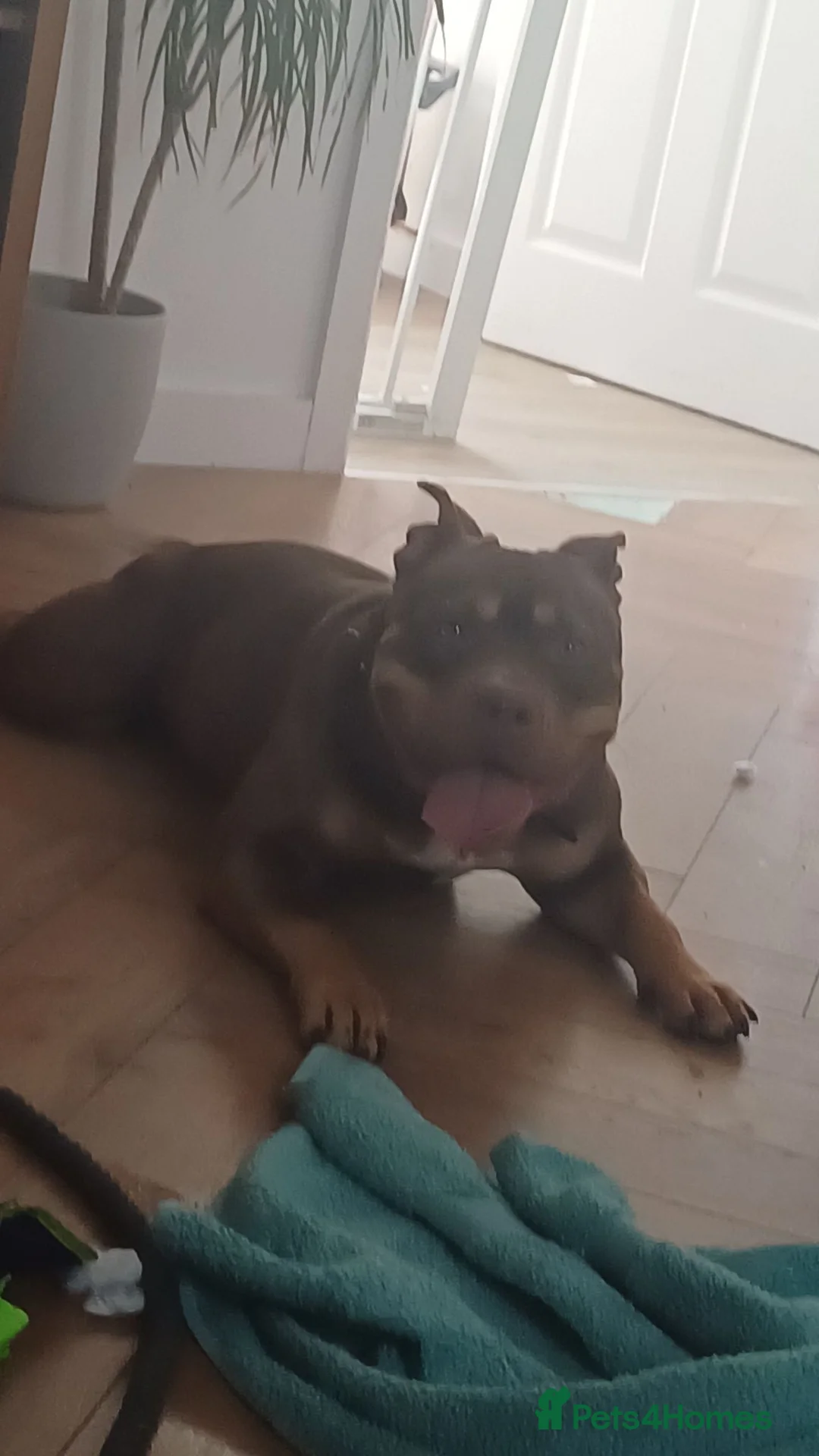 American Bully dogs for sale: Female pocket bully - Advert 4