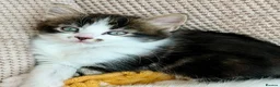 Mixed Breed cats for sale: Stunning 4 Tabby  Kittens Ready for Homes - Advert 9