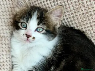Mixed Breed cats Stunning Girl Tabby Kittens Ready for Homes - Advert 2