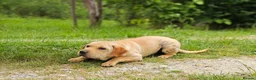Mixed Breed dogs for adoption: Indie – Gorgeous Young Shar Pei Cross - Advert 5