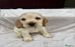 Cocker Spaniel dogs for sale: Stunning KC Show Type Cocker Spaniel Puppies - Image 4