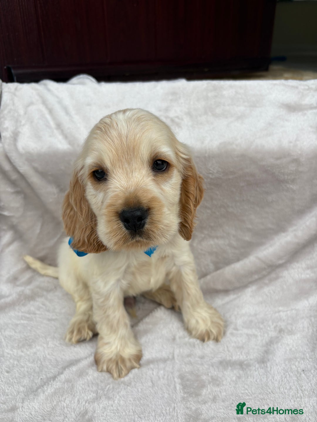 Cocker Spaniel dogs for sale: Stunning KC Show Type Cocker Spaniel Puppies - Image 4