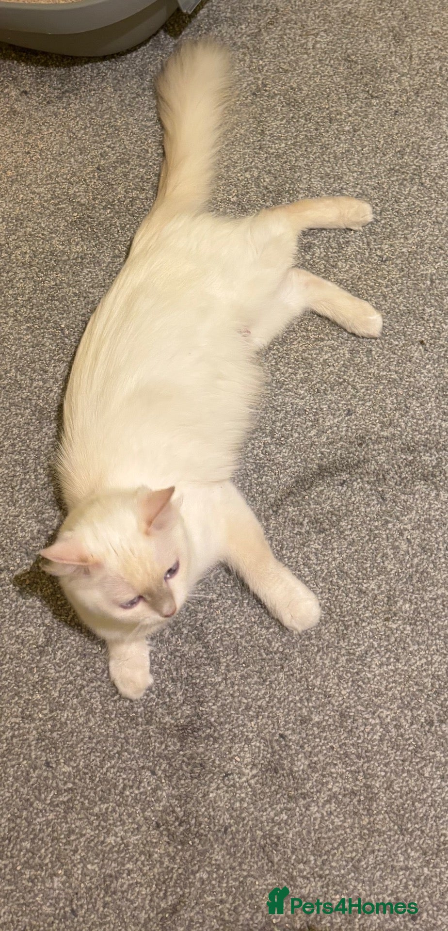 Ragdoll cats for sale: ACTIVE FAWN POINT GIRL AVAILABLE  - Advert 2