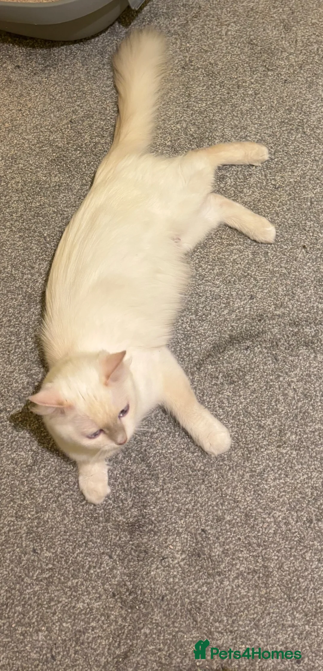 Ragdoll cats for sale: ACTIVE FAWN POINT GIRL AVAILABLE  in Norwich - Advert 2