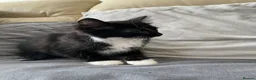 Mixed Breed cats for sale: 4 friendly loving kittens for sale  - Advert 4