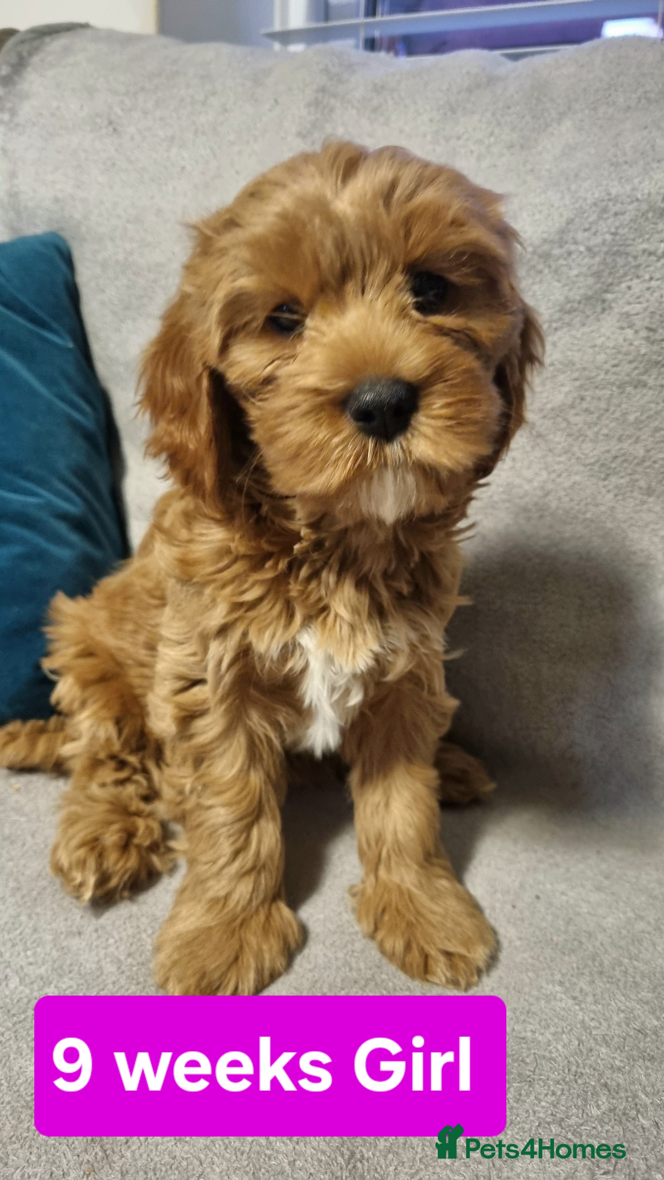 Cavapoo dogs 2 GIRL left  Beautiful Mini Red Cavapoo Puppy  - Advert 10