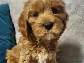 Cavapoo dogs 2 GIRL left Beautiful Mini Red Cavapoo Puppy - Advert 10