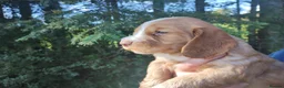 Cocker Spaniel dogs for sale: Cocker Spaniel Puppies Top Quality - Advert 7