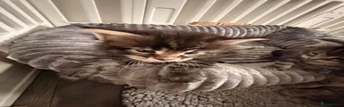 Maine Coon 4