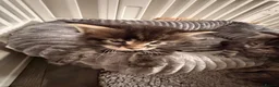 Maine Coon cats for sale: Maine Coon Kittens  - Advert 14