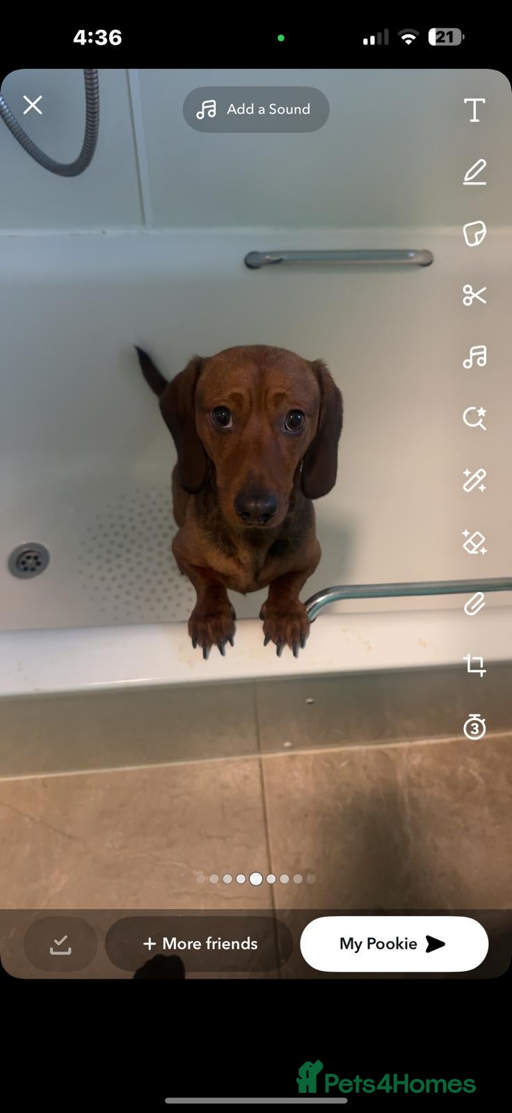 Miniature Dachshund dogs Looking for a home  - Advert 1