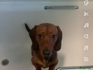 Miniature Dachshund dogs Looking for a home - Advert 1