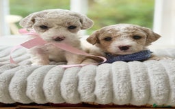 Cavapoochon dogs for sale: Cavapoochon puppies  - Image 5