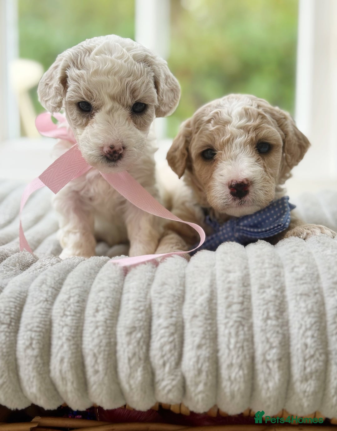 Cavapoochon dogs for sale: Cavapoochon puppies  - Image 5