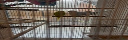 Budgerigars birds for sale: 2 budgies for sale !!! ( read description) - Advert 1