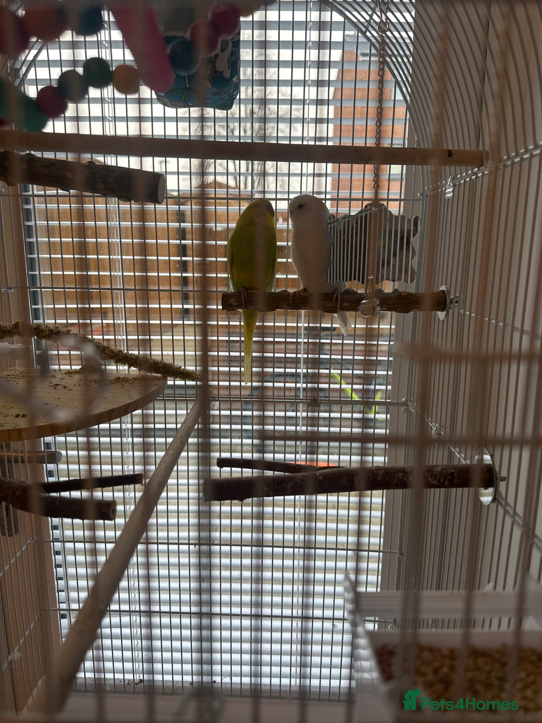 Budgerigars birds for sale: 2 budgies for sale !!! ( read description) - Advert 1