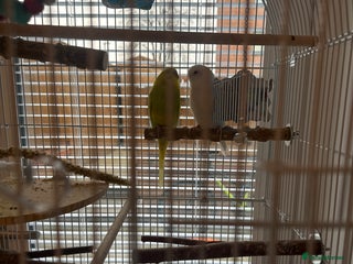 Budgerigars birds 2 budgies for sale !!! ( read description) - Advert 1