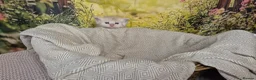 Maine Coon cats for sale: Maine Coon - Advert 11