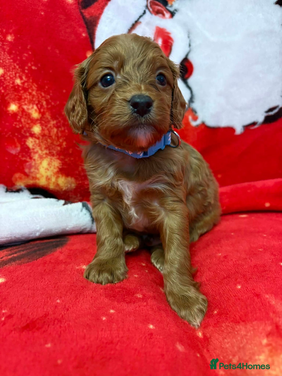 Cavapoo dogs for sale: F1 quality Cavapoos - Advert 5