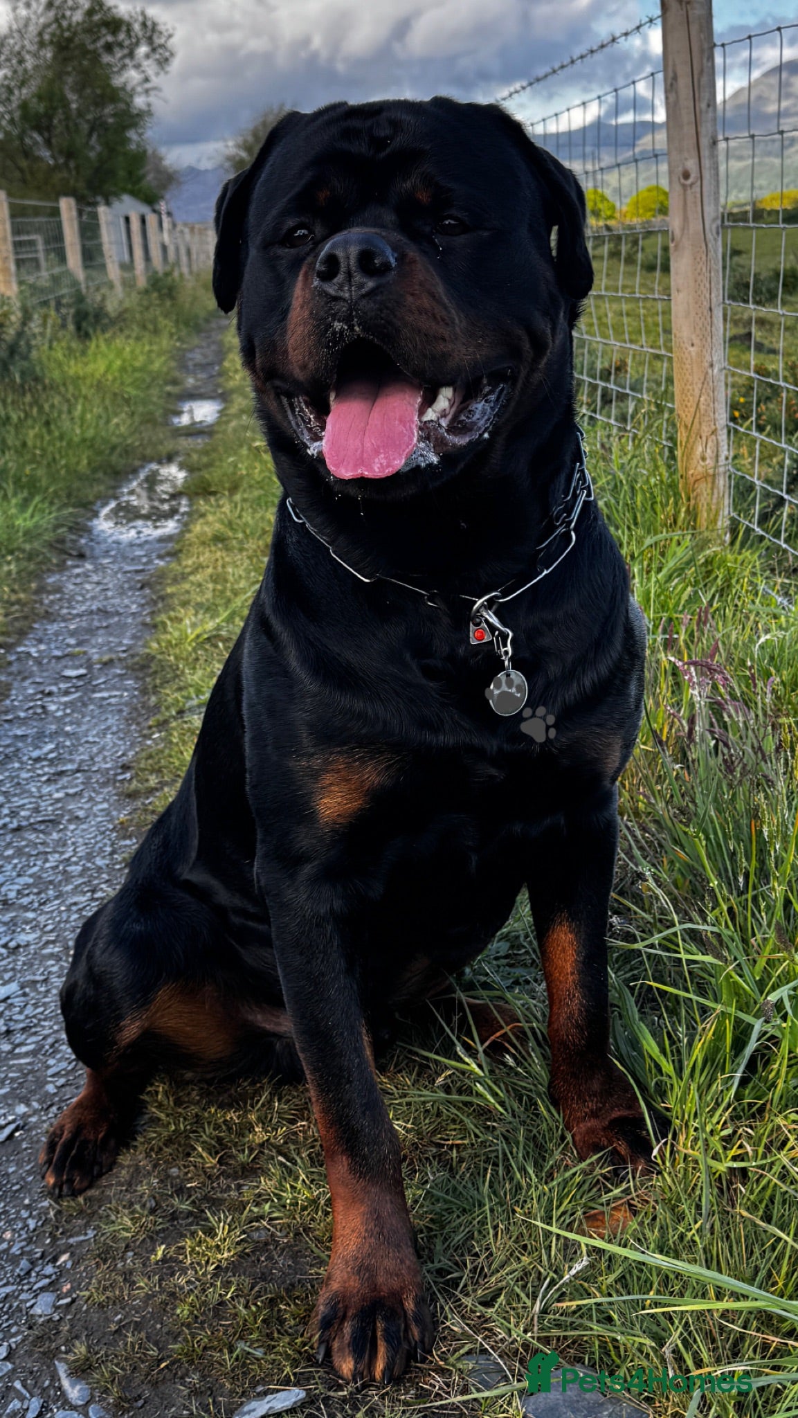 Rottweiler dogs Alfie  - Advert 2