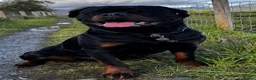 Rottweiler dogs for stud: Alfie  - Advert 11