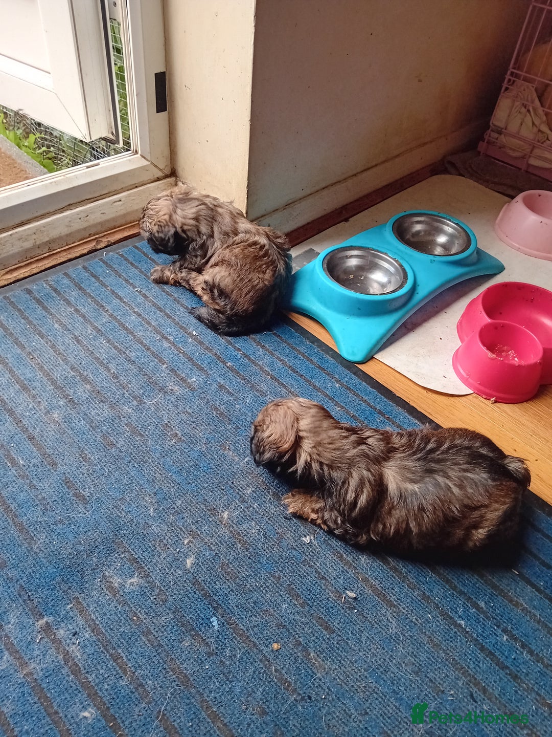 Shih Tzu dogs for sale: 5 shih tzu male puppies for sale - Image 9
