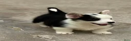 Welsh Corgi Pembroke dogs for sale: Welsh Pembroke Corgi puppies  in Workington - Advert 4