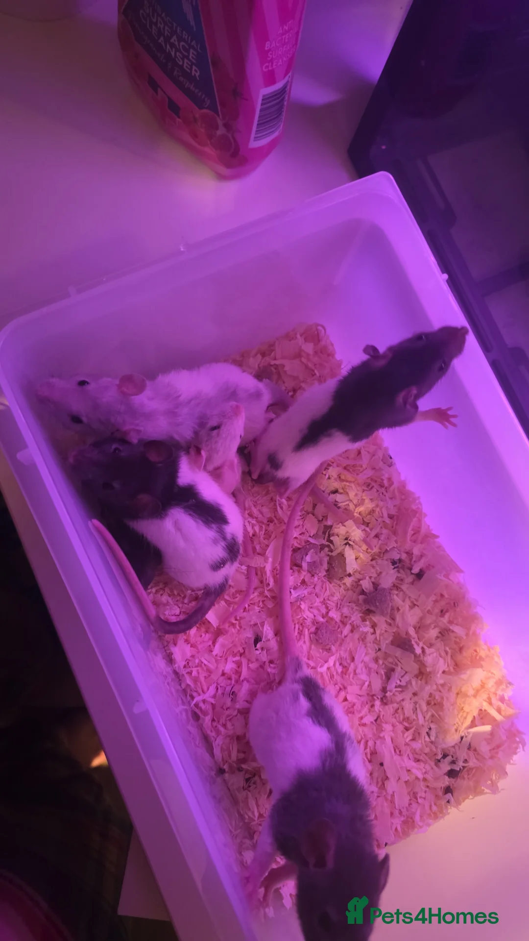 Rat rodents for sale: Mixed Rats - Advert 2