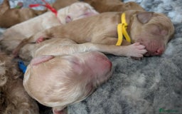 Goldendoodle dogs for sale: Gorgeous Goldendoodles  - Image 4