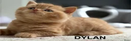 British Shorthair cats for sale: Adorable GCCF registered British Shorthair  in Stafford - Advert 3