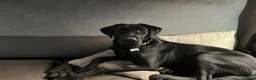 Mixed Breed dogs for sale: Rottweiler X Lab puppies  - Advert 12