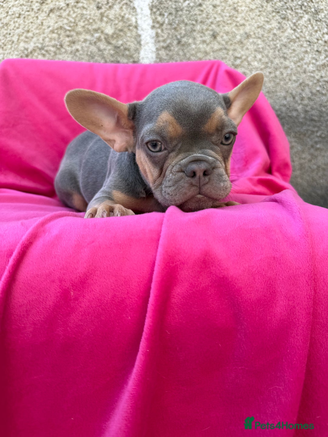 French Bulldog dogs for sale: 🔥READY TODAY Quality KC French Bulldog Puppies✨🔥 - Image 29