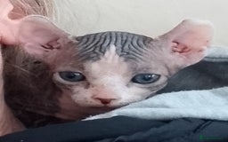 Sphynx cats for sale: Purebred Sphinx available.  - Image 8