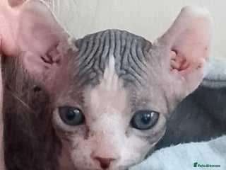 Sphynx cats - Advert 14