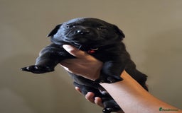 Mixed Breed dogs for sale: Labrastaff puppies for sale - Image 3