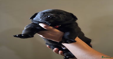 Mixed Breed dogs - Advert 2