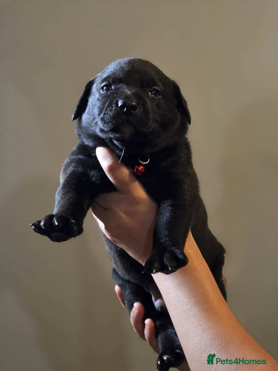 Mixed Breed dogs for sale: Labrastaff puppies for sale - Image 3