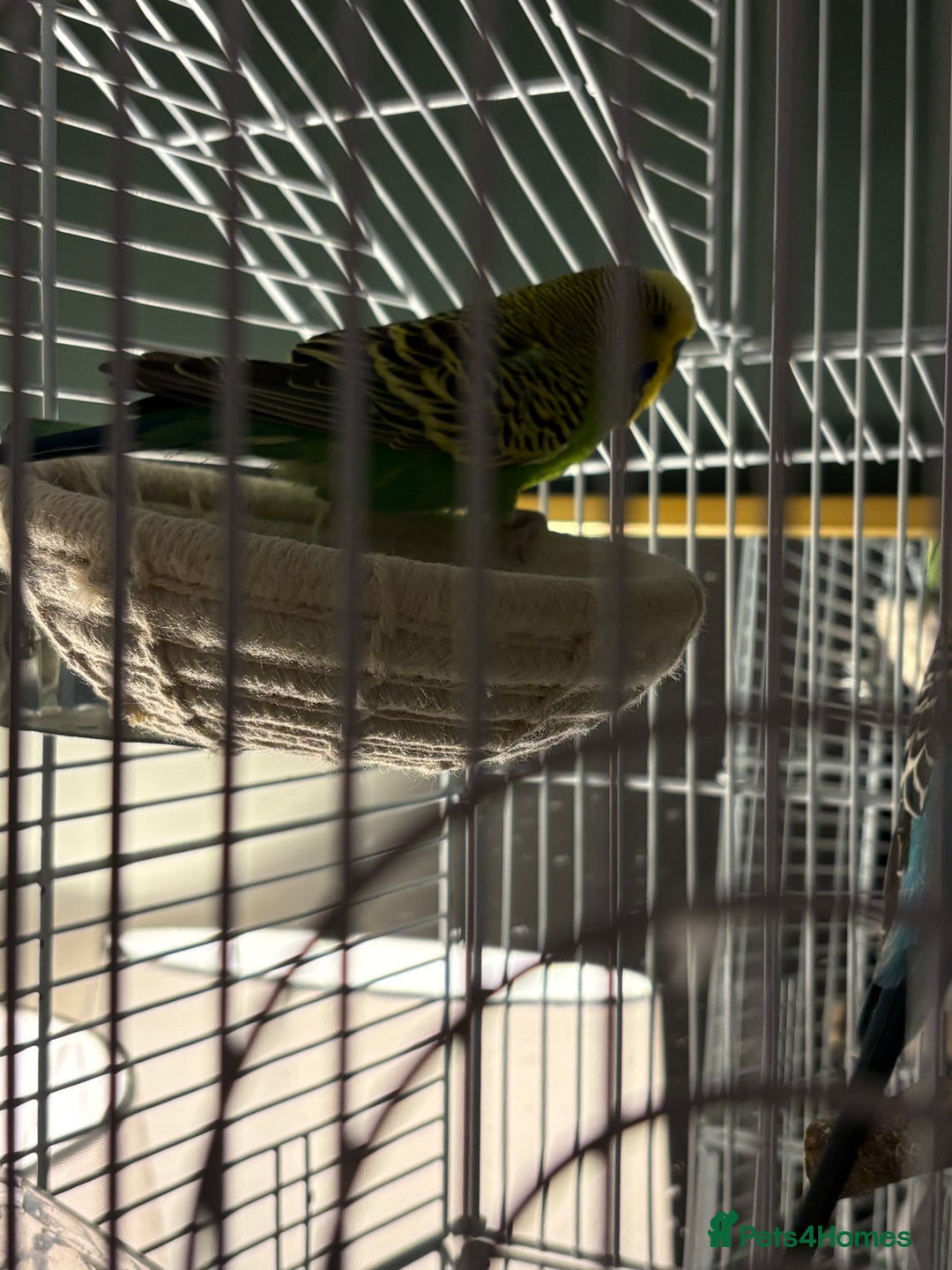 Budgerigars birds for sale: 2 budgies for sale - with cage included if needed  - Advert 4
