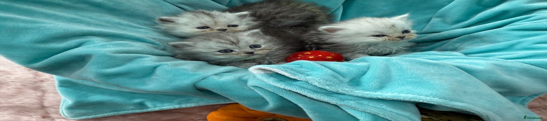 Persian Kitten 4