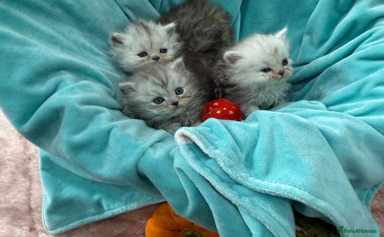 Persian cats - Advert 1