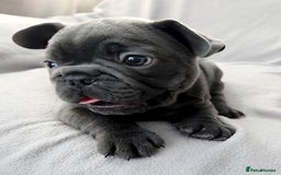 French Bulldog dogs for sale: 💖registered champion bloodline french bulldogs💖 - Image 20