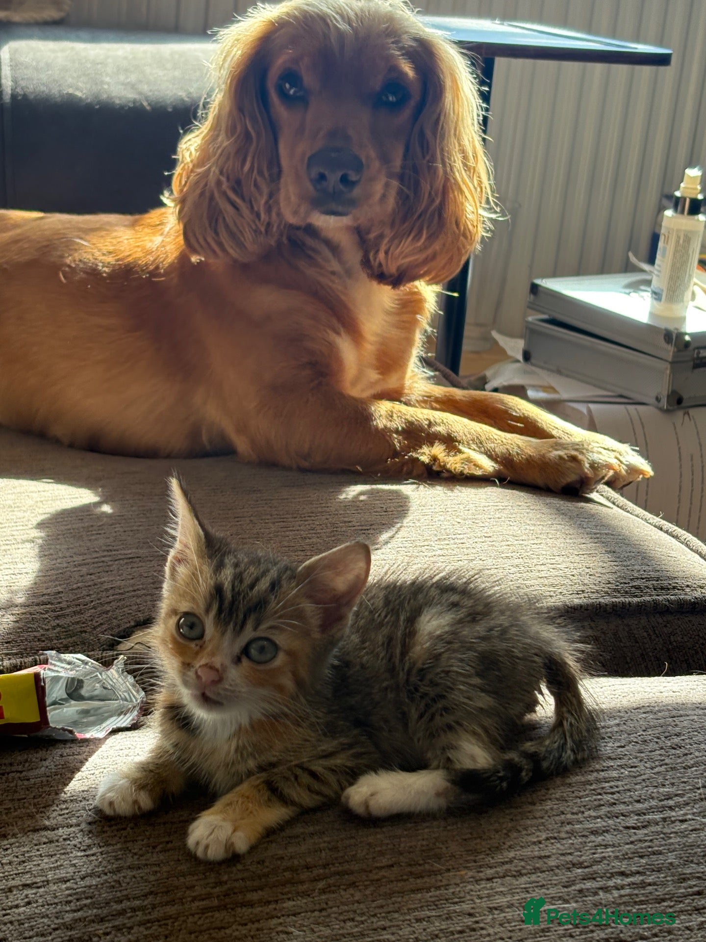 Mixed Breed cats Two gorgeous kittens needing a loving home  - Advert 6