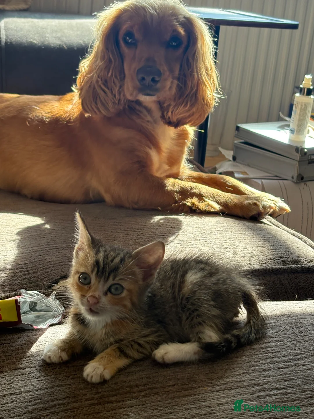 Mixed Breed cats for sale: Two gorgeous kittens needing a loving home  - Advert 6