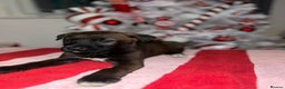Mixed Breed dogs for sale: Cane Corso X Belgian Malis - Advert 4