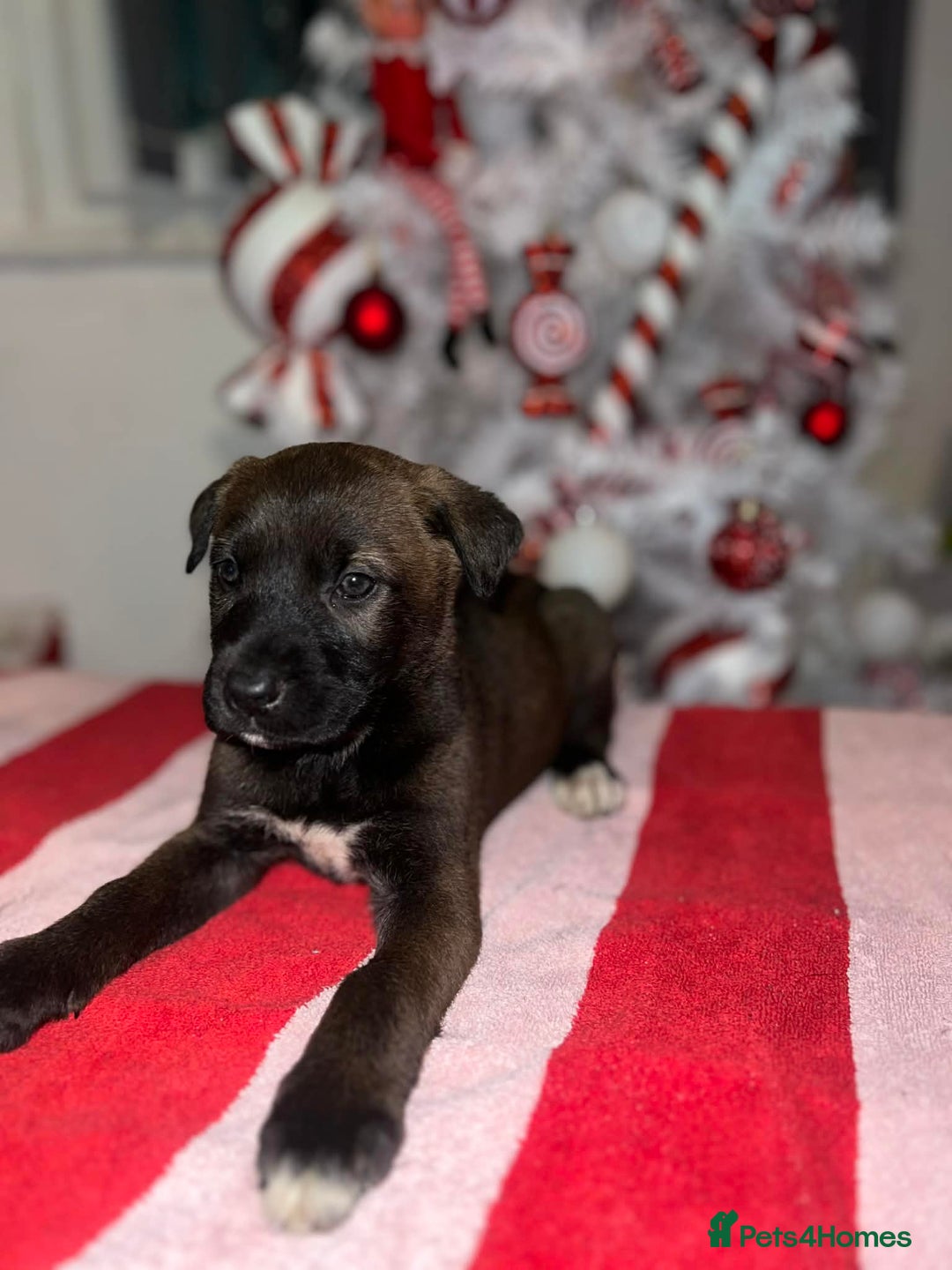 Mixed Breed dogs for sale: Cane Corso X Belgian Malis - Advert 4