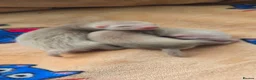 Ferret rodents for sale: 1 angora 1 semi angora hob - Advert 3
