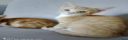 Bengal cats for sale: Bengal Tiger x British short haired  - Advert 9